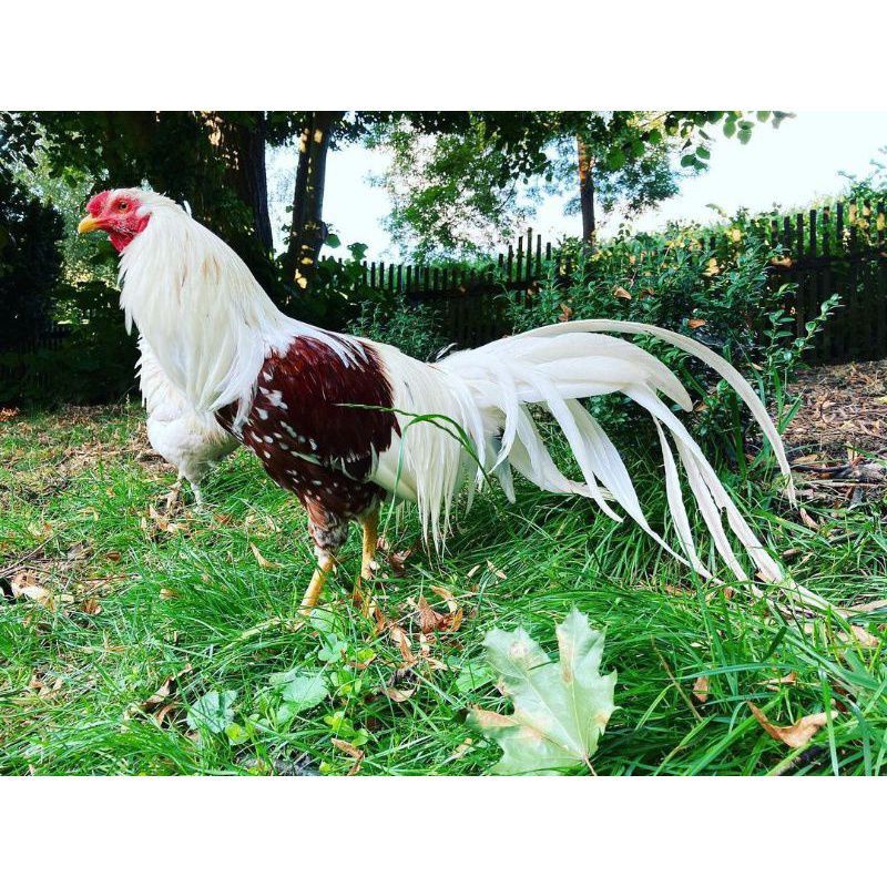 

TELUR AYAM YOKOHAMA FERTIL UNTUK DITETASKAN