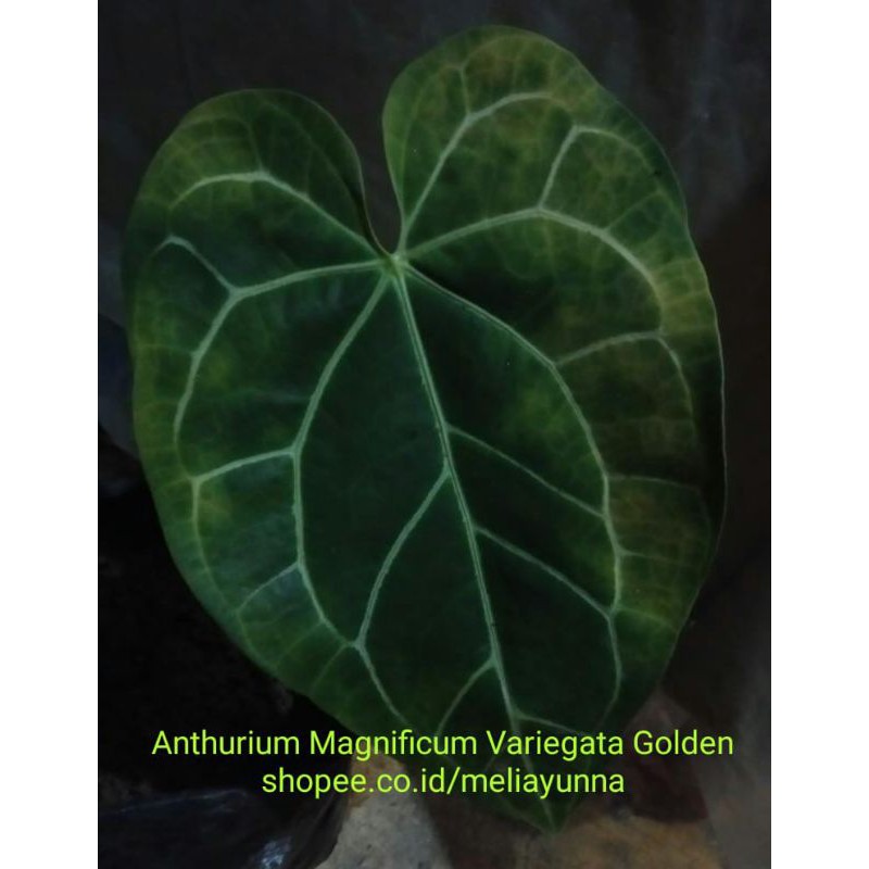 Anthurium Magnificum Variegata Golden / Kuping Gajah Magnificum varigata / Tanaman Hias Koleksi