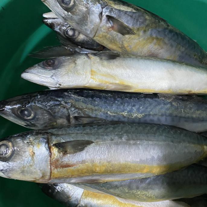 

Frozen Saba Mackerel Pasifik Korea 1 Kg Terlaris