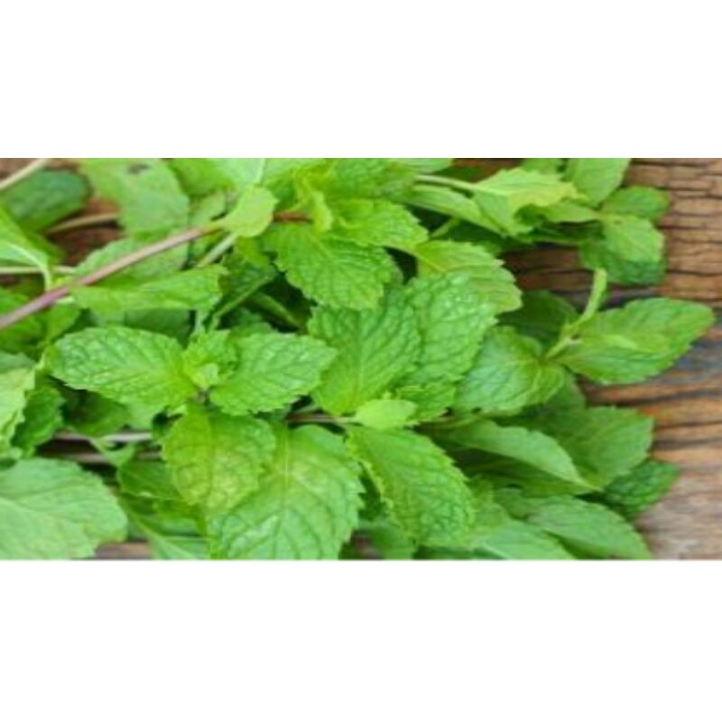 

Daun Mint/ Piperita 100gm