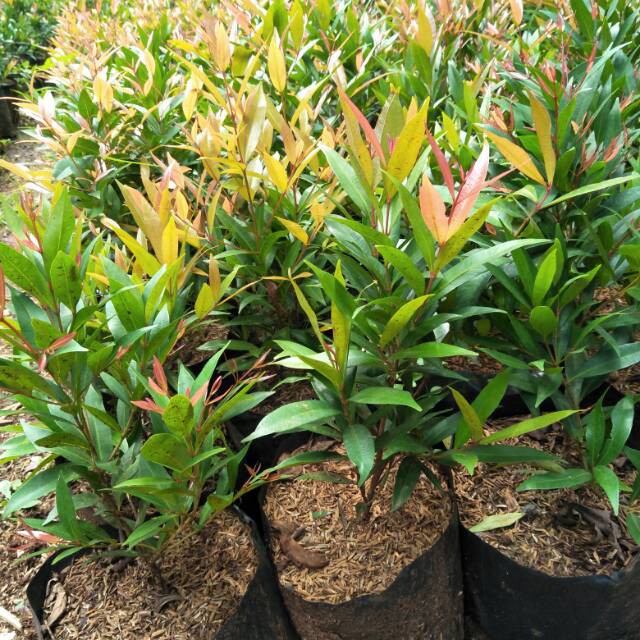 Pucuk merah - pohon pucuk merah tinggi 50cm - ABR