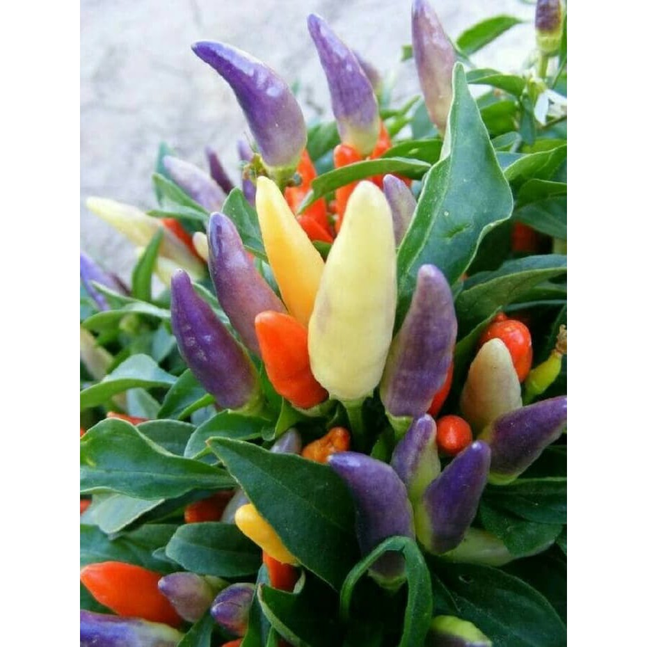 

Order Langsung Cabai Ornamental Bianglala F1 Terlaris