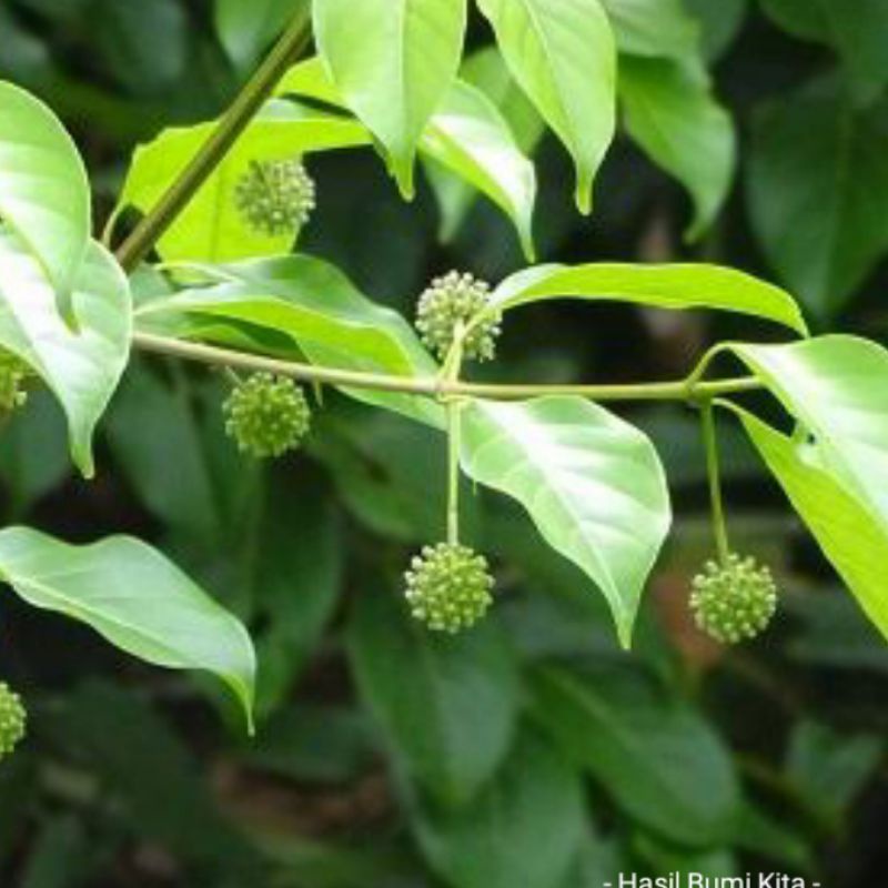 Bibit Gambir Uncaria rubiaceae Stek Tanaman Herbal  Cutting Stek