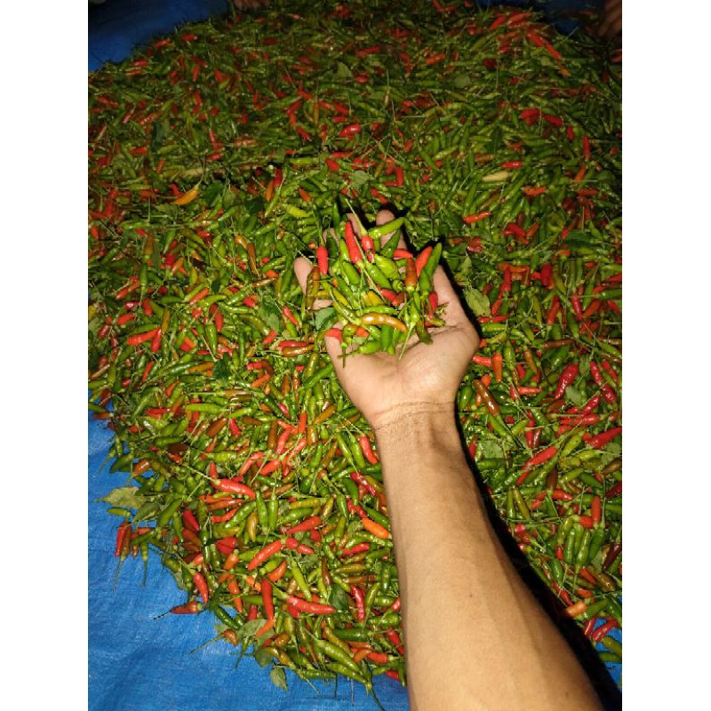 

cabe rawit super duper pedas dan segar 500g