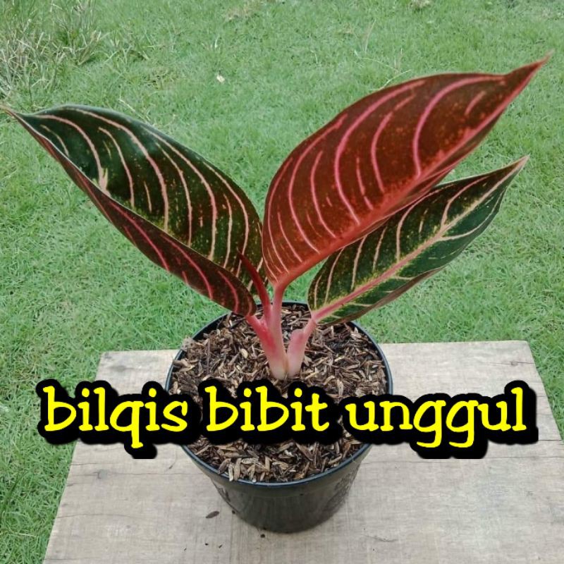 bunga aglonema red sumatera Sumatra (bunga aglonema)