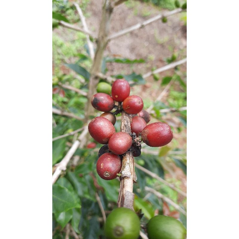 

Kopi Arabika Mandailing