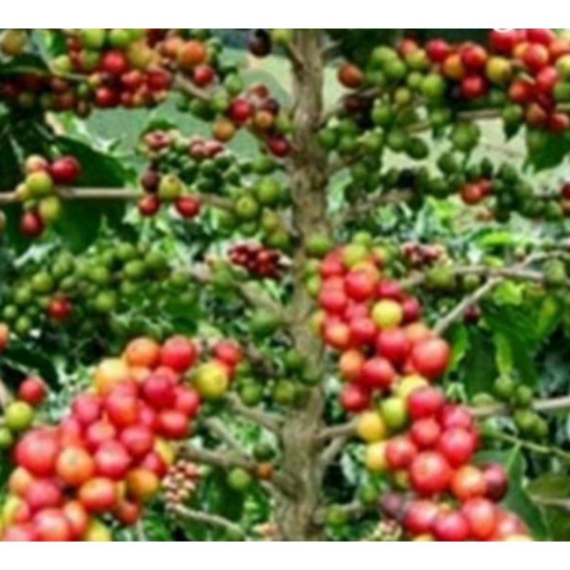 bibit pohon buah buni/wuni