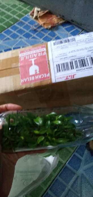 Anggrek Botol Dendrobium Melintir Hybrid