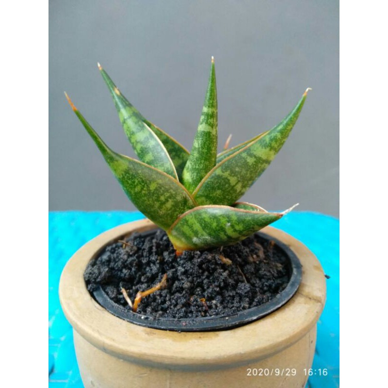tanaman hias mini sansevieria / sansivera hybrid srikaton x baltazar