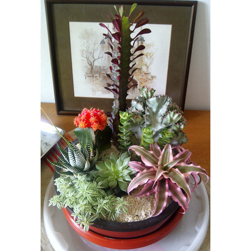 Minigarden Kaktus Sukulen Pot Gerabah 12 14cm LENGKAP Minigarden Kaktus Sukulen Pot Gerabah 12 14cm LENGKAP