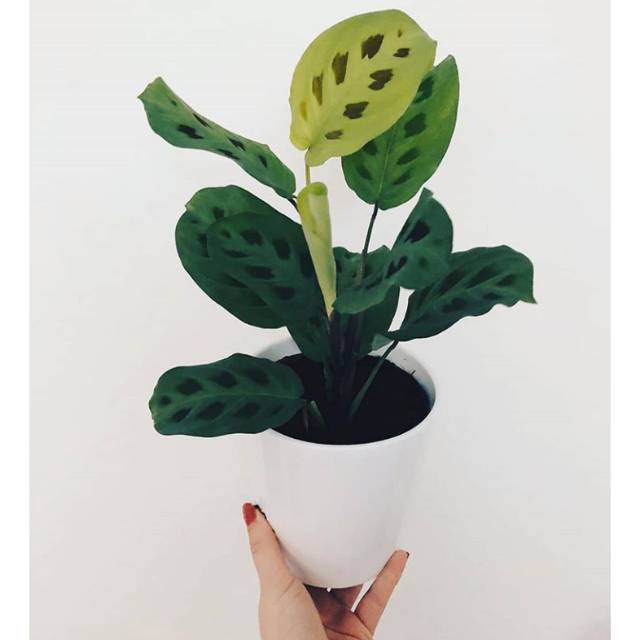 Tanaman hias calathea levonero tanaman calatea levonero Tanaman hias calathea levonero tanaman calatea levonero