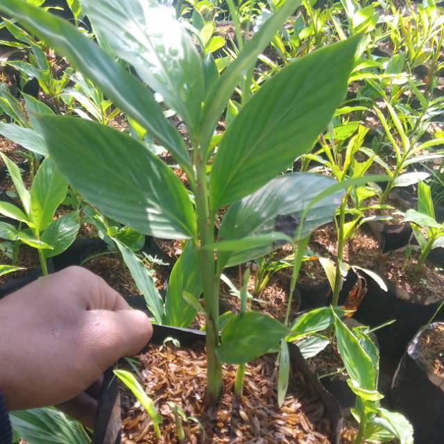 Tanaman herbal .pohon onje