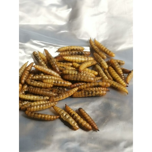 Magot atau Maggot Kering (Dried Maggot)