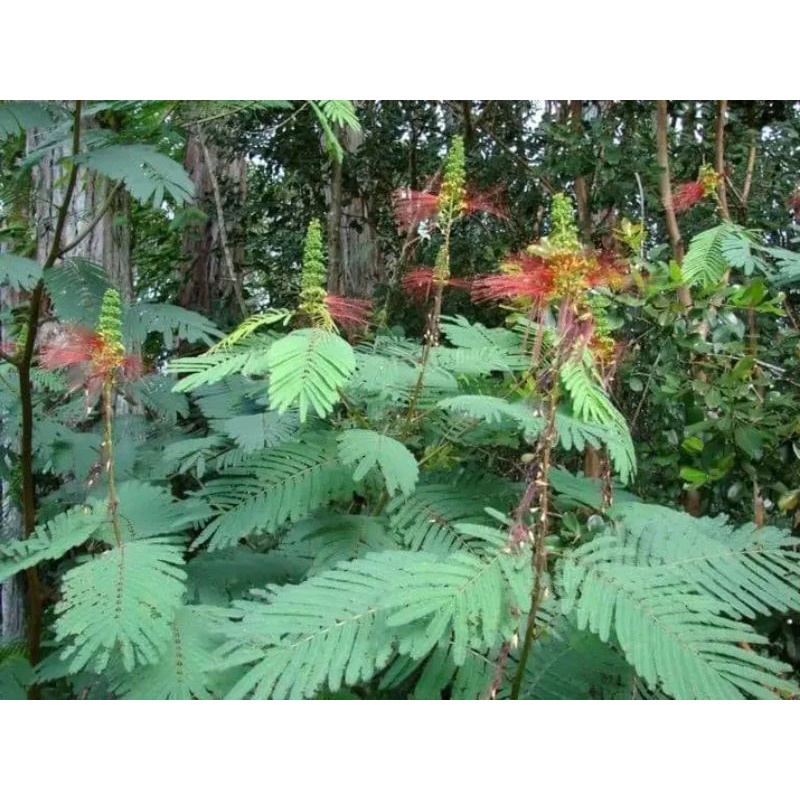 bibit Kaliandra merah kaliandra