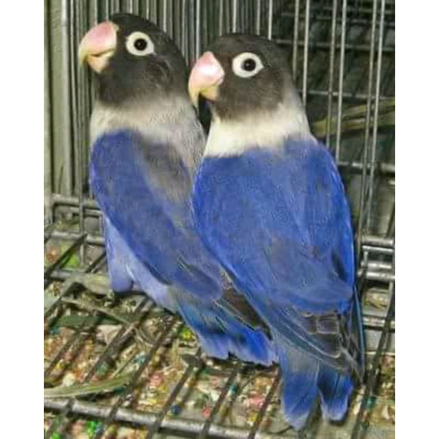 burung love bird violet sepasang