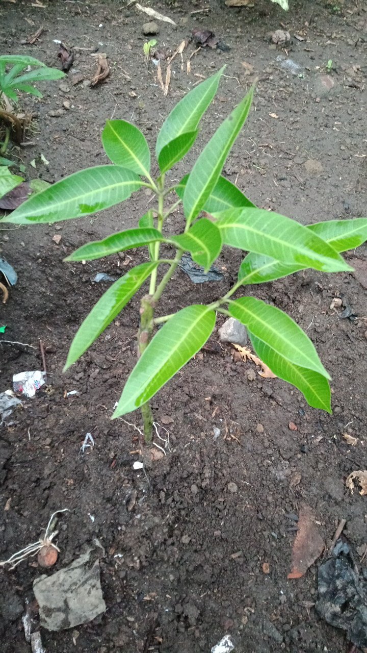 Bibit Buah Mangga Indramayu Hasil Okulasi Siap Berbuah