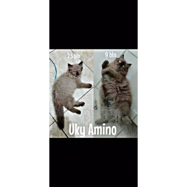 Paket Vitamin Kucing Amino 250 &amp; B2 BULU GEMBUL NAFSU MAKAN PENGGEMUK BADAN PELEBAT PEMANJANG  IMUN