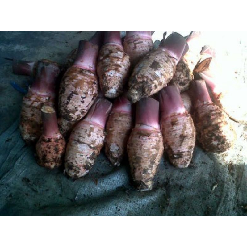 talas pontianak/talas kalimantan pulen 500 gr