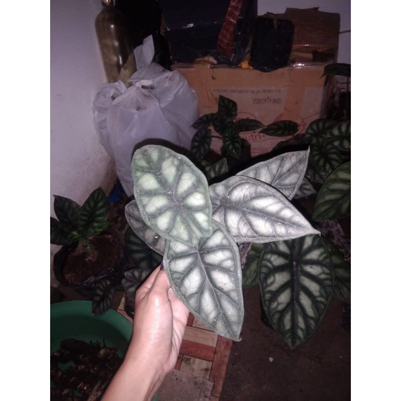 Alocasia Dragon Silver ( Anakan )
