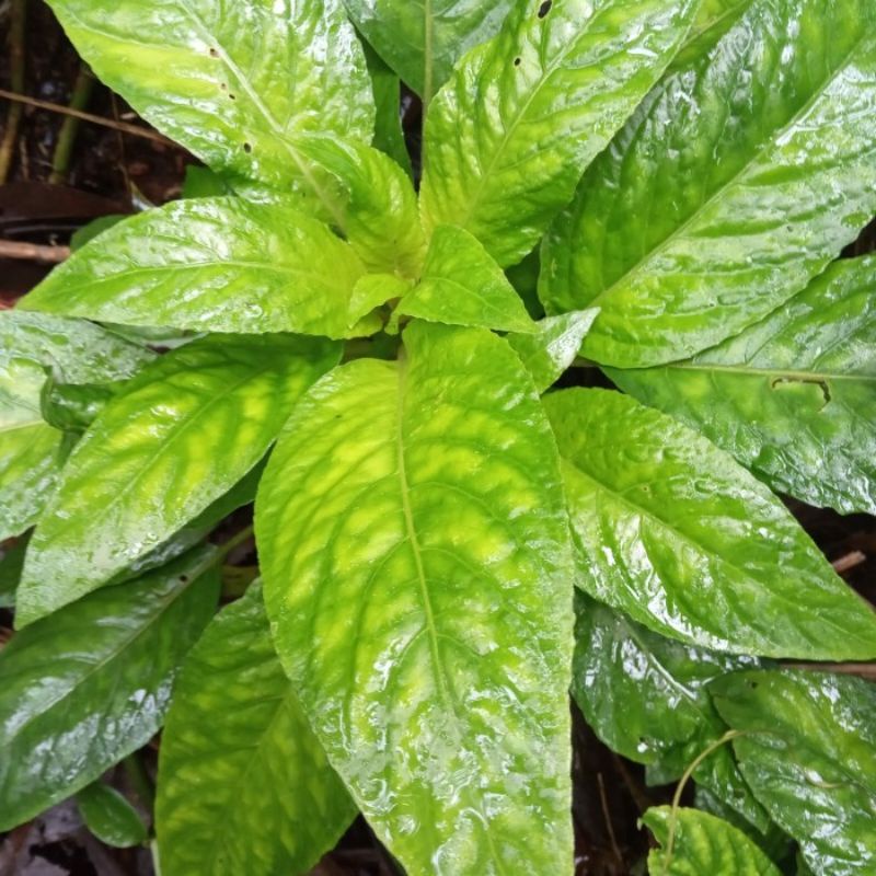 

Daun reundeu fresh sayuran daun rende lalapan khas sunda sehat