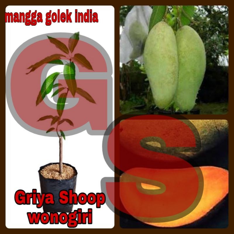 

golek golek india