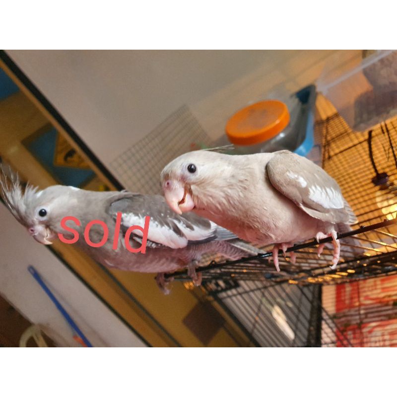 falk cockatiel white face wf cinnamon