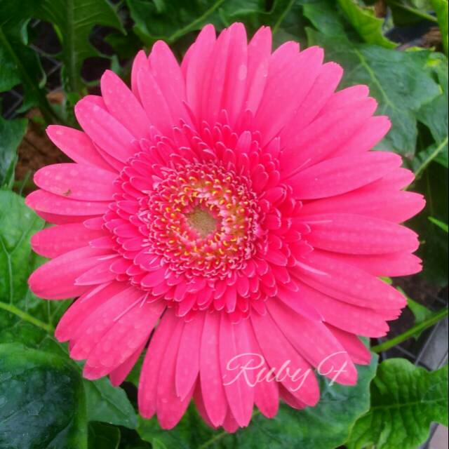 Tanaman Bunga Gerbera Hebras Pink Shopee Indonesia