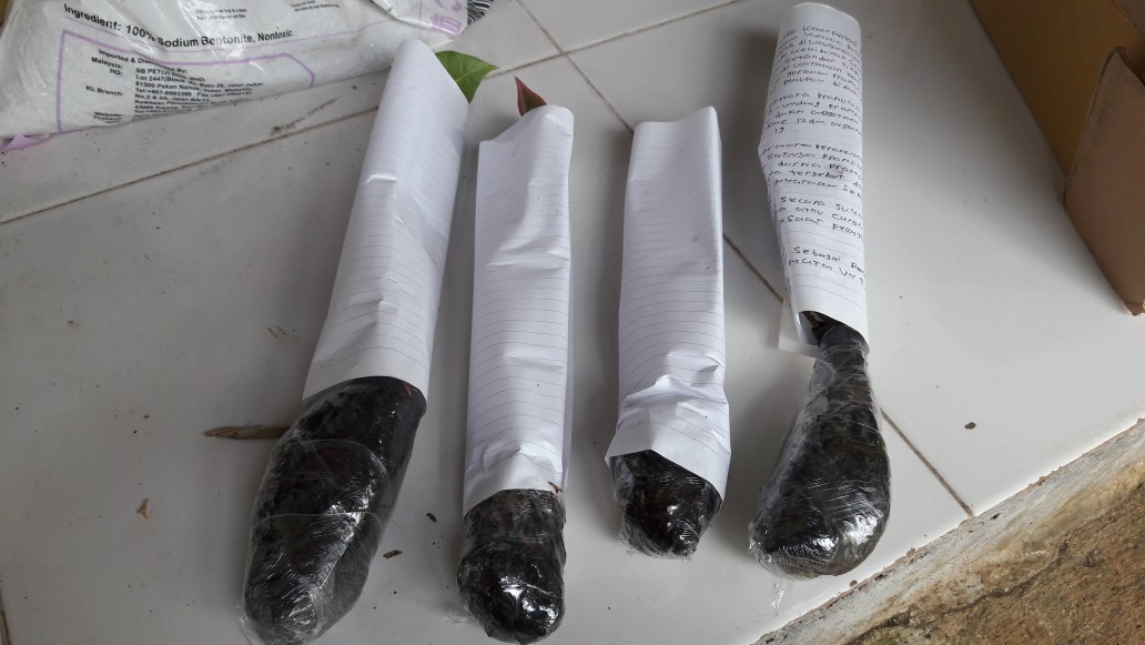 Aglaonema Lipstick Tanaman Hias