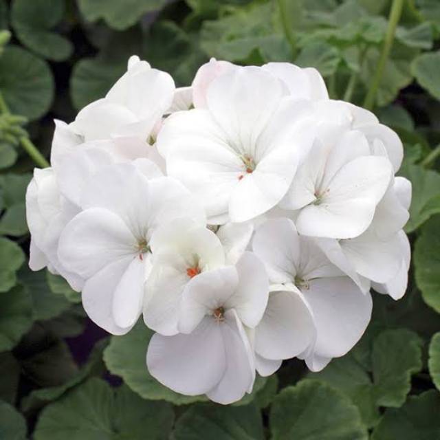 Benih GERANIUM WHITE - Biji Bunga