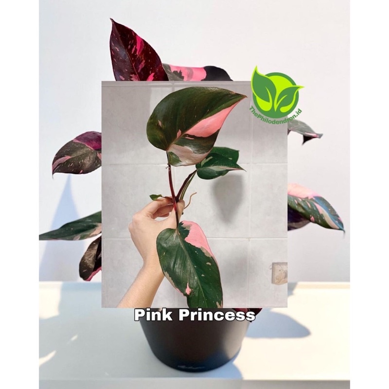 Promo bibit bonggol philodendron pink princes Berkualitas