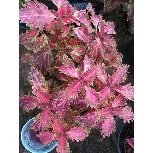 miana premium peri pink