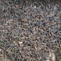 

prepupa super per 100gr