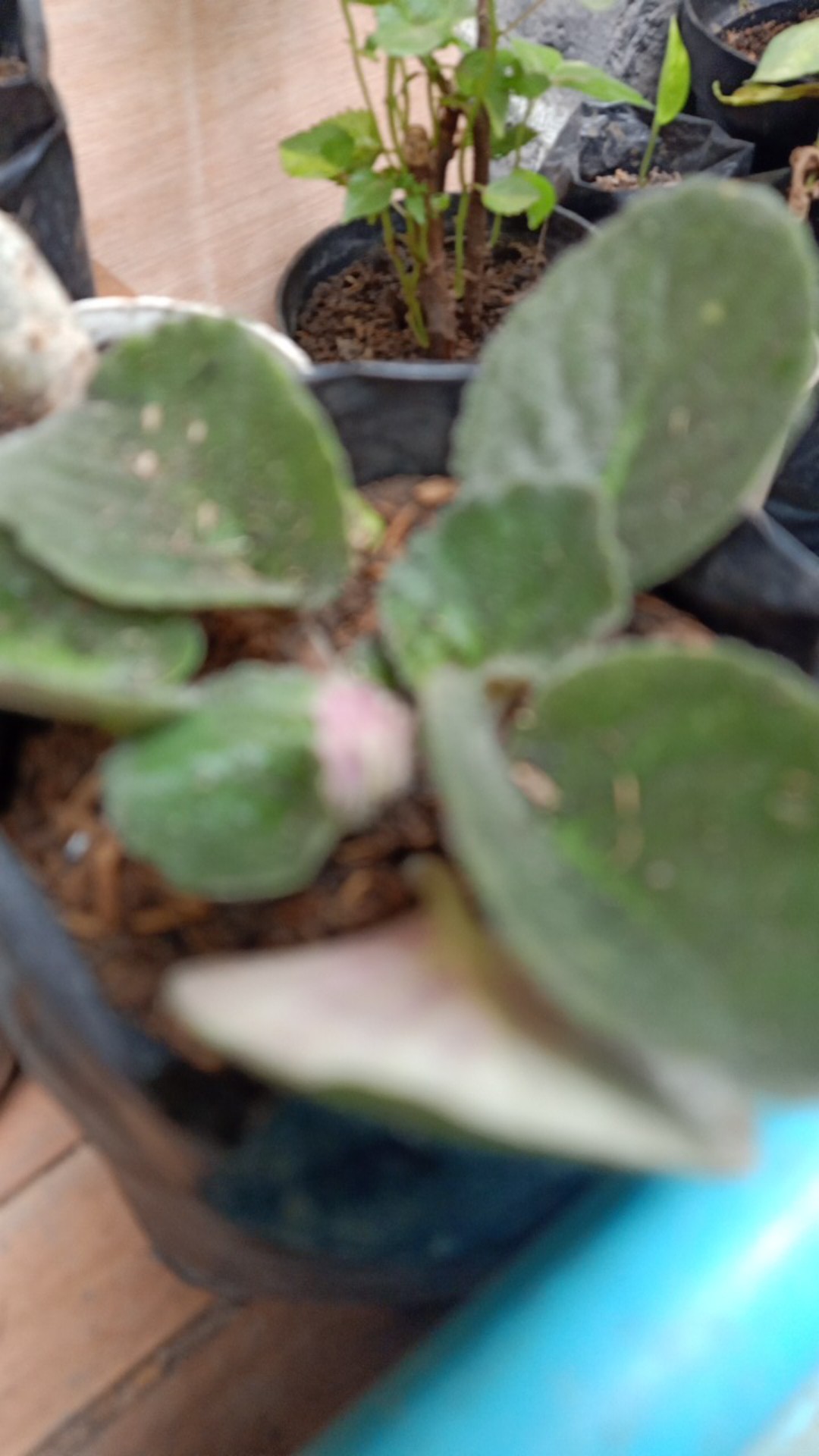 African Violces Bunga Blue Bicollor - Hebat Garden3