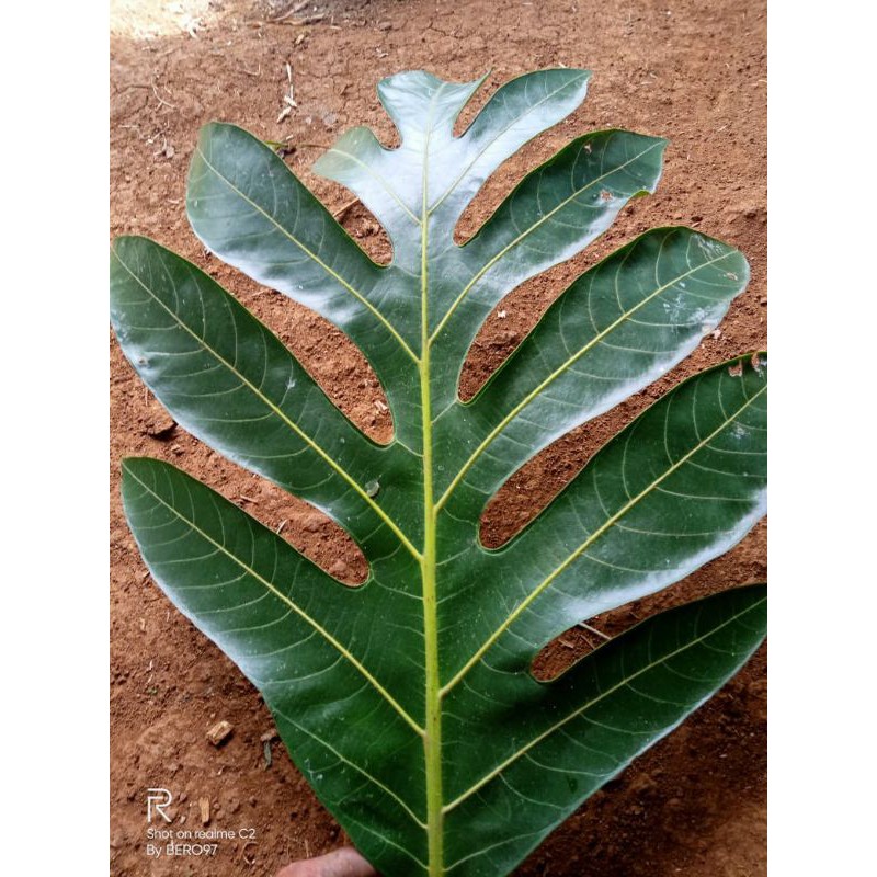 

jual daun sukun 1 kg press segar