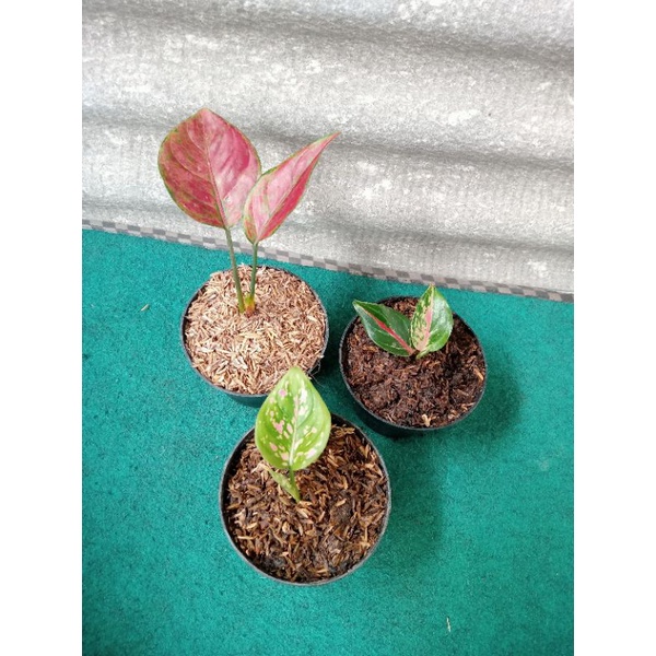 PAKET 3 AGLONEMA MURAH MERIAH