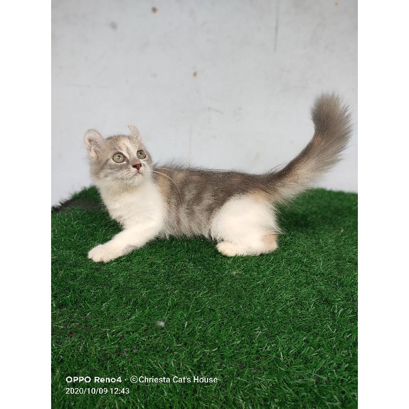 kinkalow NS betina 4 bulan