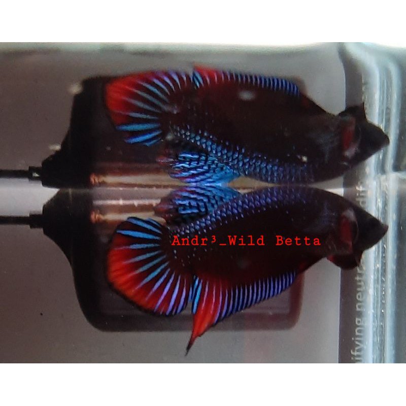 

Wild Betta Imbellis