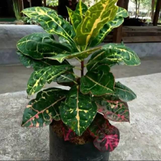 Tanaman Hias Puring Kura-Kura, Pohon Puring Kura