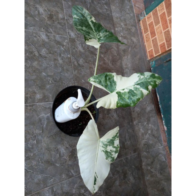 SENTE VARIGATA / SENTE VARIEGATA