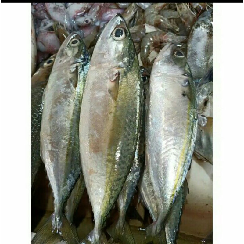 

Puri Segar Shop, Ikan Kembung 500 Gram/ Isi 4-5 Ekor (ORDERAN PAGI HARI)