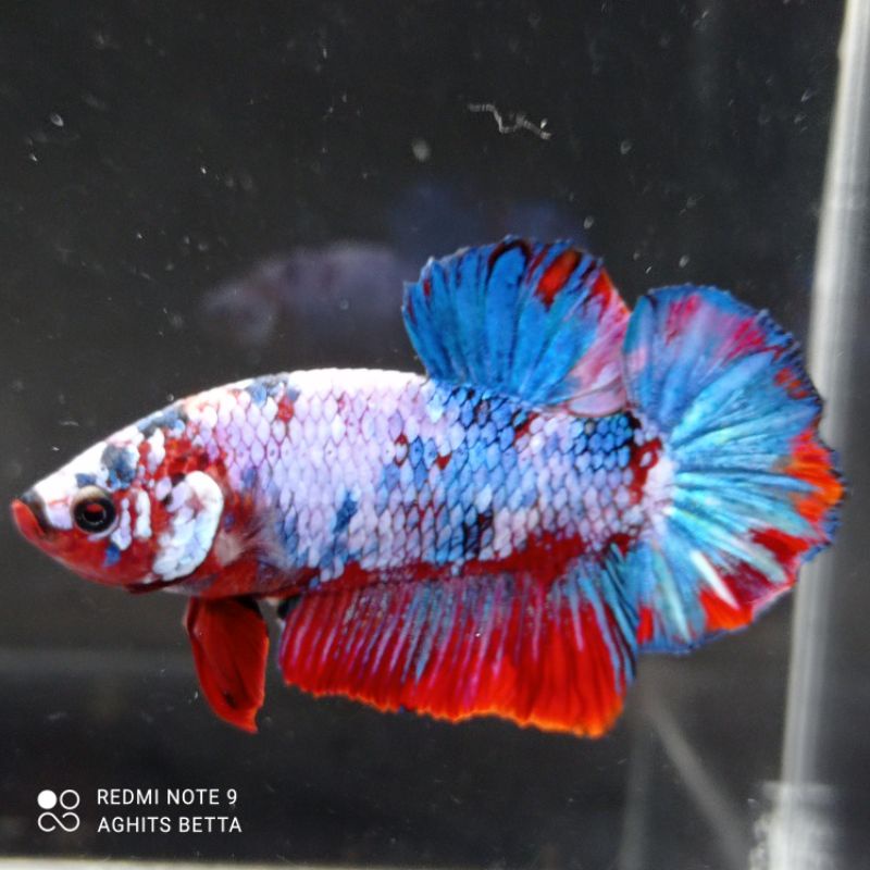 BIG SALE  CUPANG MULTI, CUPANG GIANT MULTICOLOUR BAHANAN