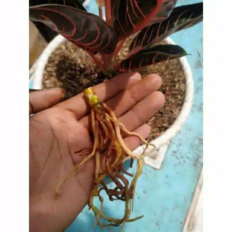 Bonggol aglonema red sumatra