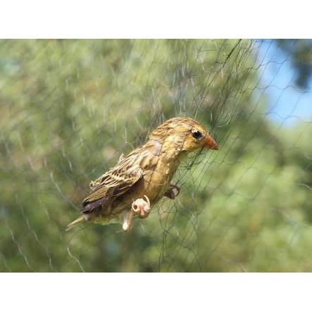 Jaring Burung Lubang 1 1 2 Inchi Jaring Senar Warna Hitam Shopee