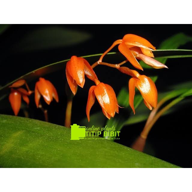 Anggrek spesies Coelogyne miniata