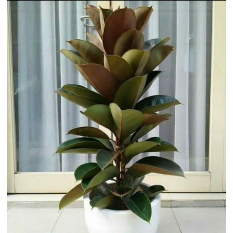 Tanaman Karet Kebo Hijau Kecoklatan / Pohon Karet Kebo Ukuran 50 cm - 70 cm