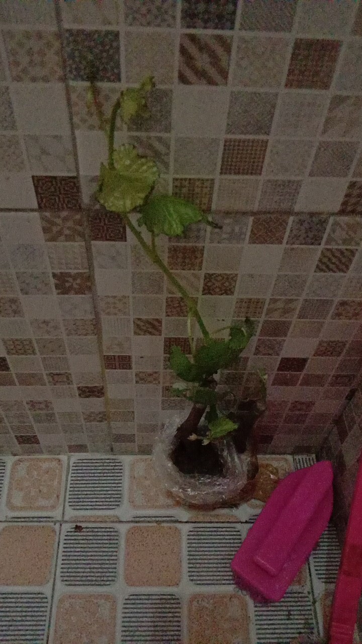 Bibit Anggur Import Bogema (grafting)