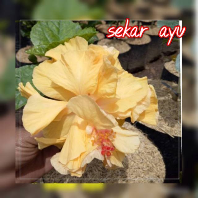 Bibit Tanaman Bunga Hias Sepatu Bangkok Kuning Tumpuk