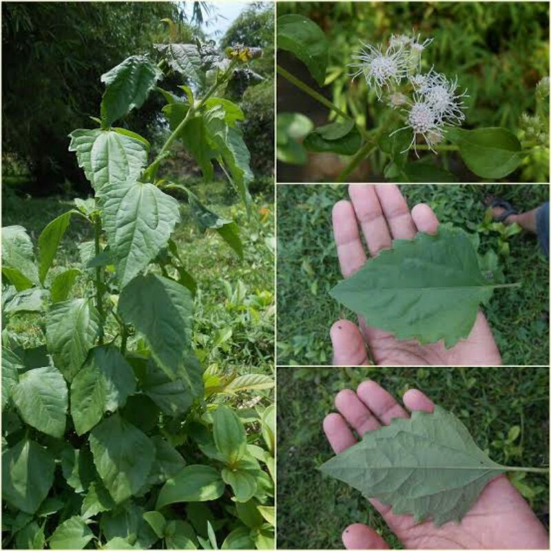 

Jual Daun Kirinyuh Per 1 KG