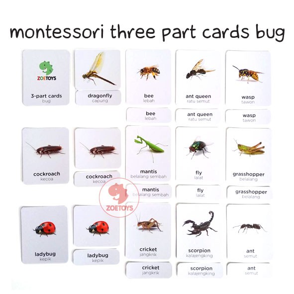 Zoetoys Montessori Three Part Cards Wild Ocean Animal Bug Dinosaur | LANGUAGE Nomenclature | Terminology Cards Kartu Terminologi | Flashcards |Mainan Edukasi Anak