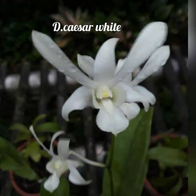 Anggrek denrobium caesar white/ Capung jawa